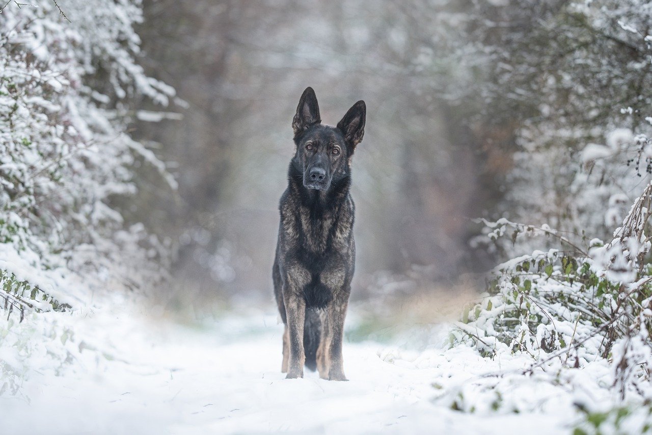 How to Keep Your Pet Active in the Winter Months